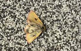 Plener kl. VI Świat oczami mr&oacute;wki  35