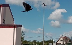 Plener kl. VI Świat oczami mr&oacute;wki  110